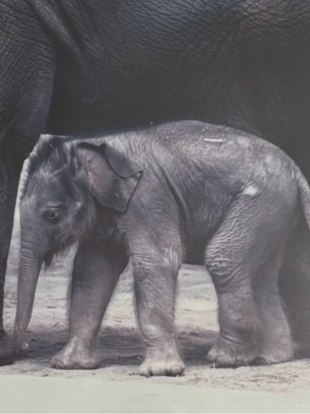 Vintage Tundi Asian Elephant Framed Photo Zoo Baby Emmett By Daniel R Stevenson
